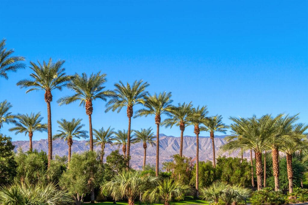 Palm trees in California